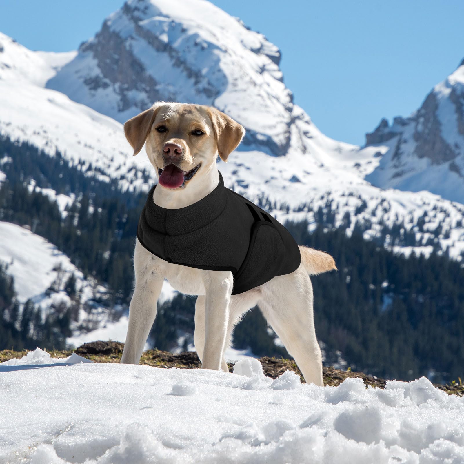 Queenmore adjustable abdomen range back for versatile fit