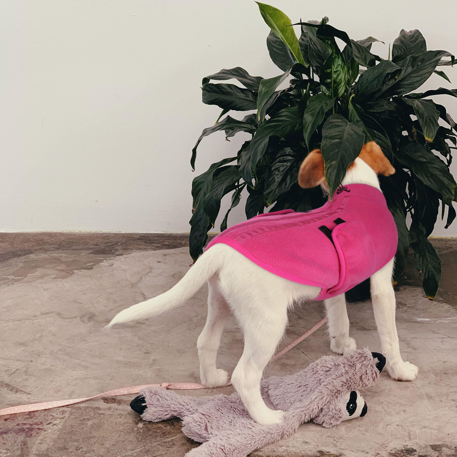 Queenmore cat/dog sweater wearability suits winter outfits for pets