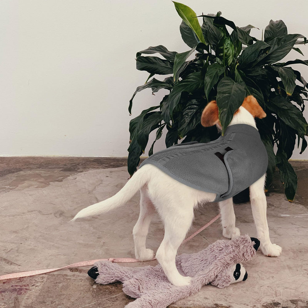 Queenmore cat winter sweater close-fit demonstrates versatility for kittens and cats