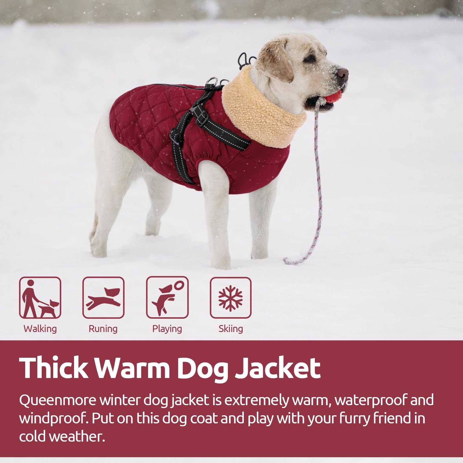 Queenmore dog coat windproof shell protects during gusty days.