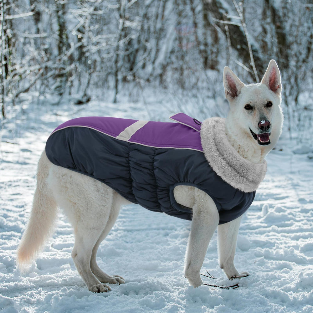 Queenmore size range S-XL fits small to large breeds for versatility.