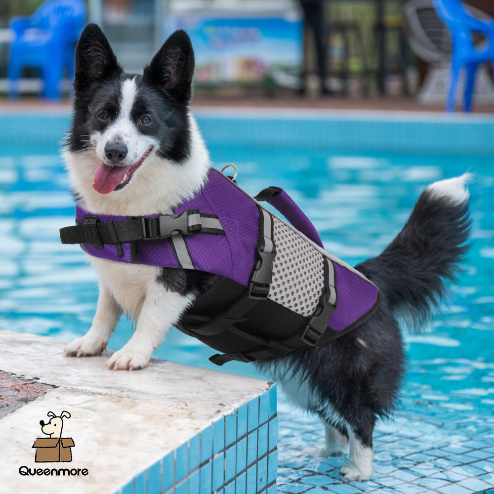 Queenmore dog life jacket worn during lake swim keeps pet buoyant and seen.