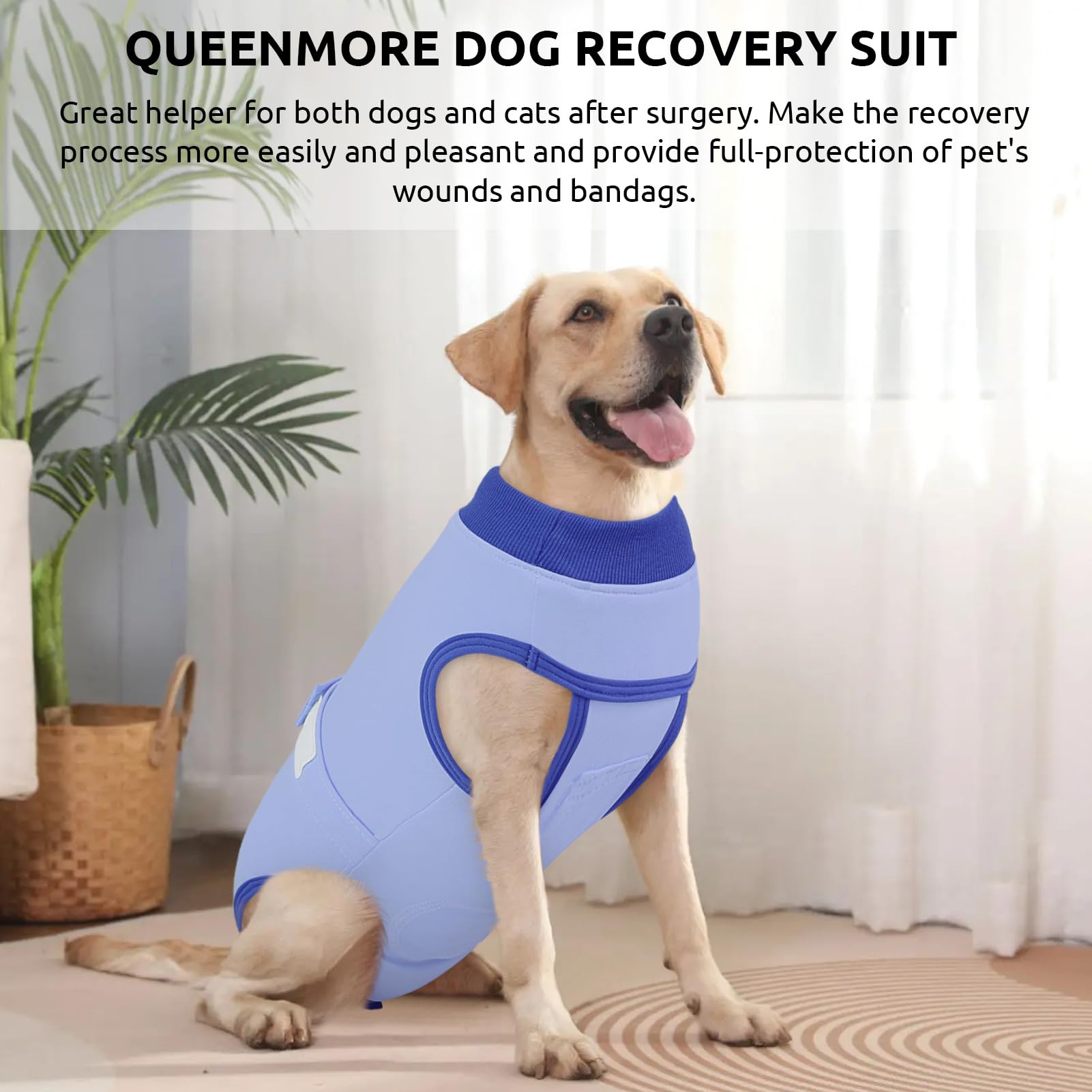 Queenmore dog recovery suit daily wear offers cozy, versatile post-surgery comfort.