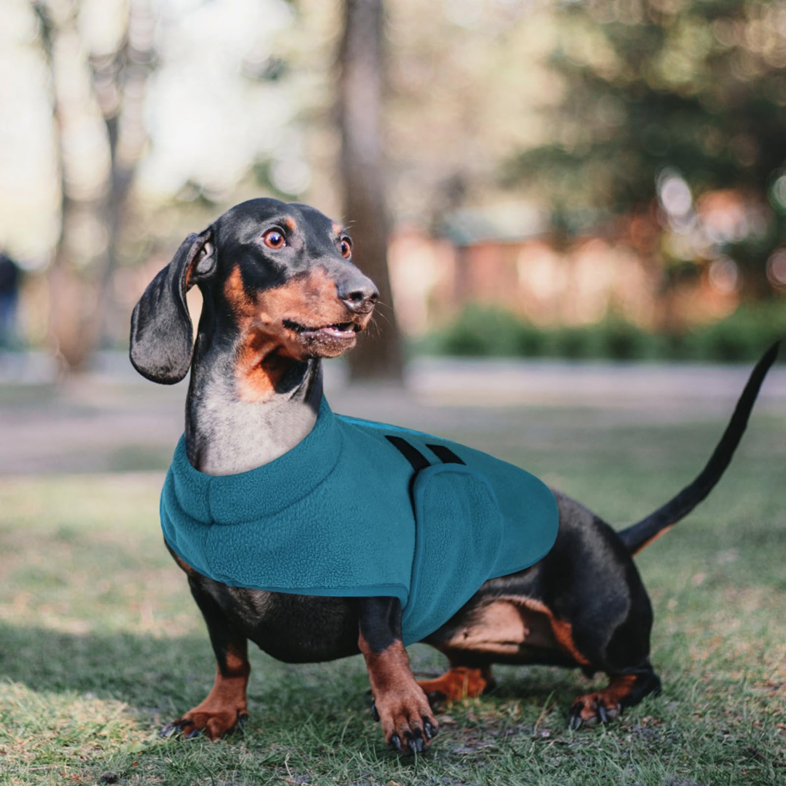 Queenmore sweater with decorative ribbons adds charm for photos and walks.