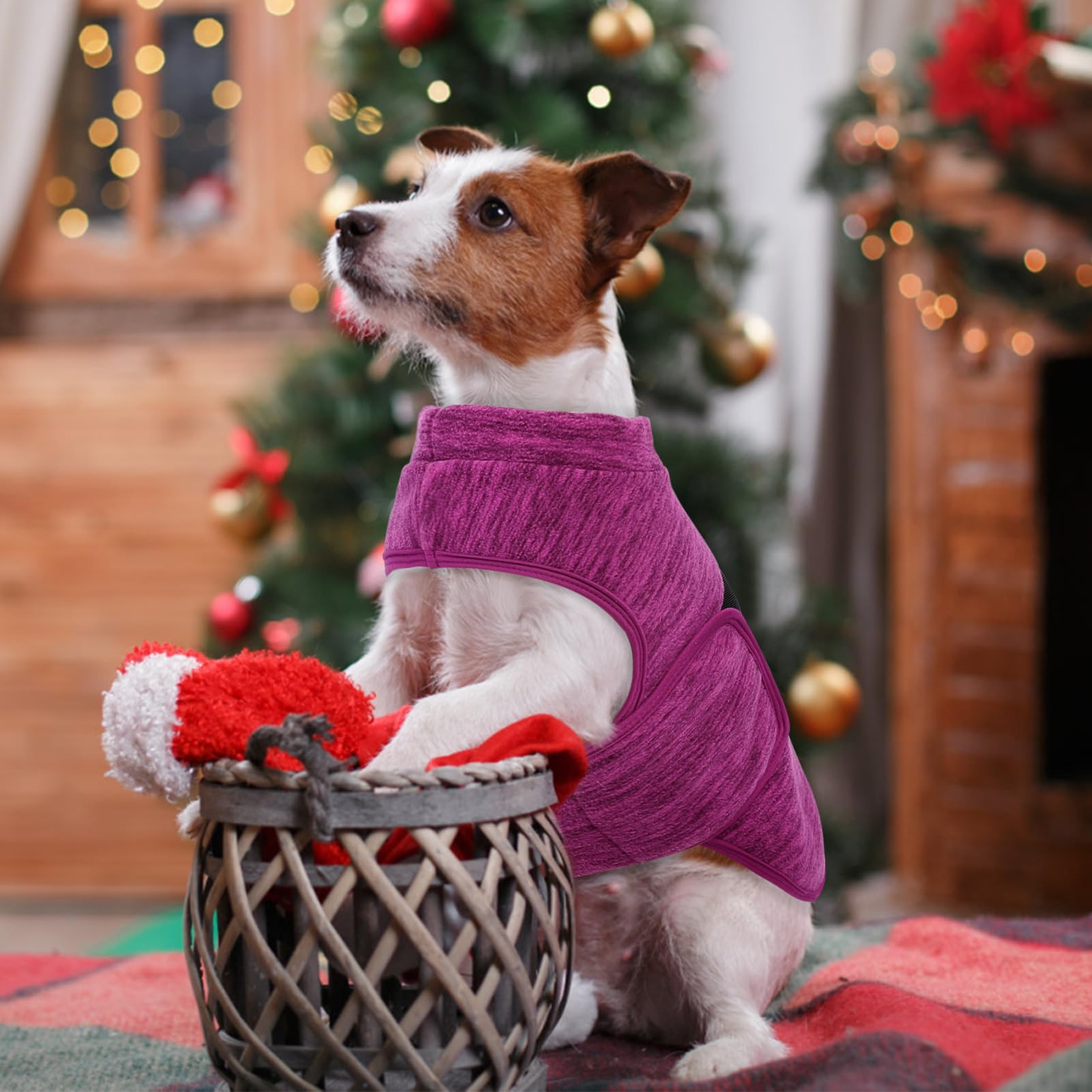 Queenmore dog sweater on model showcases stylish ribbons for festive wear.