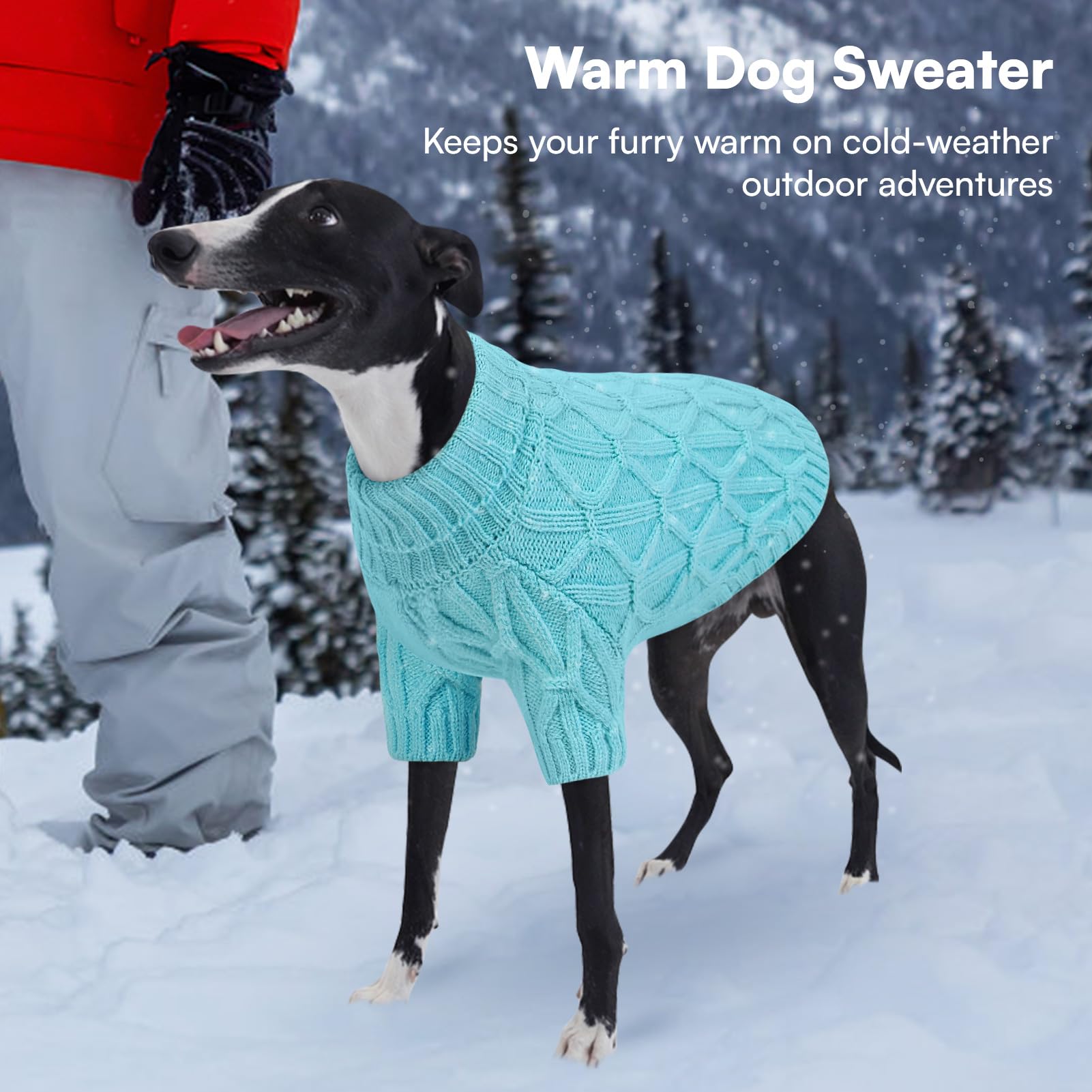 Queenmore dog sweater worn on dog demonstrates versatile warmth for indoor and short outdoor wear.