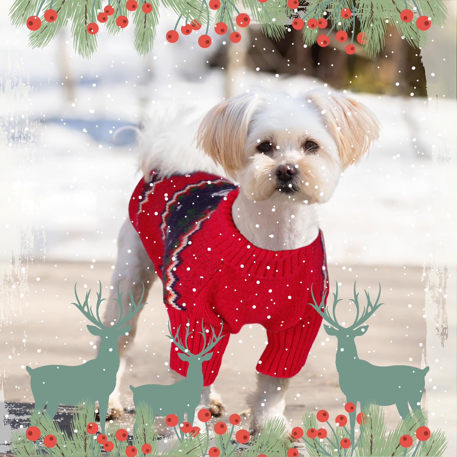 Queenmore Christmas Dog Sweater on a dog adds festive charm for winter outings.
