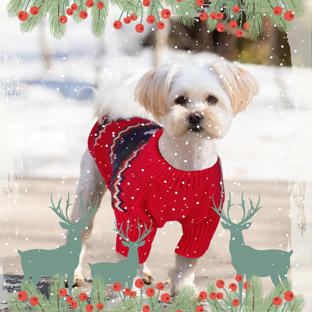 Queenmore Christmas Dog Sweater on a dog adds festive charm for winter outings.