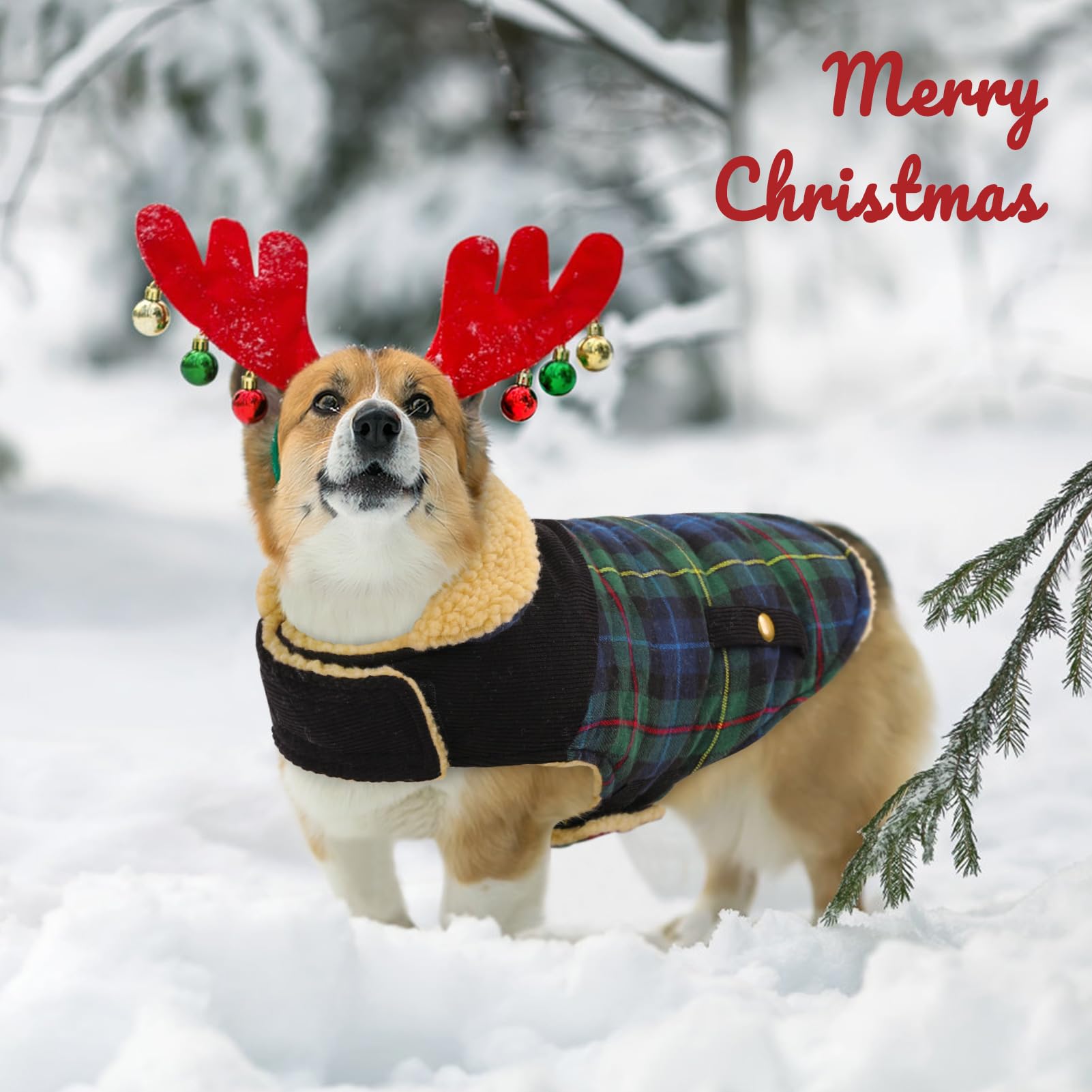Queenmore dog winter coat on a small dog model in snowy setting
