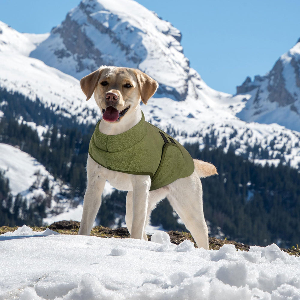 Queenmore easy-care dog sweater machine-wash friendly for quick cleaning.