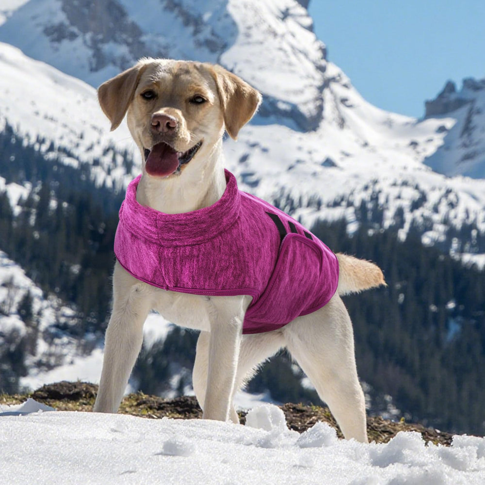 Queenmore large dog sweater pullover design for easy dressing