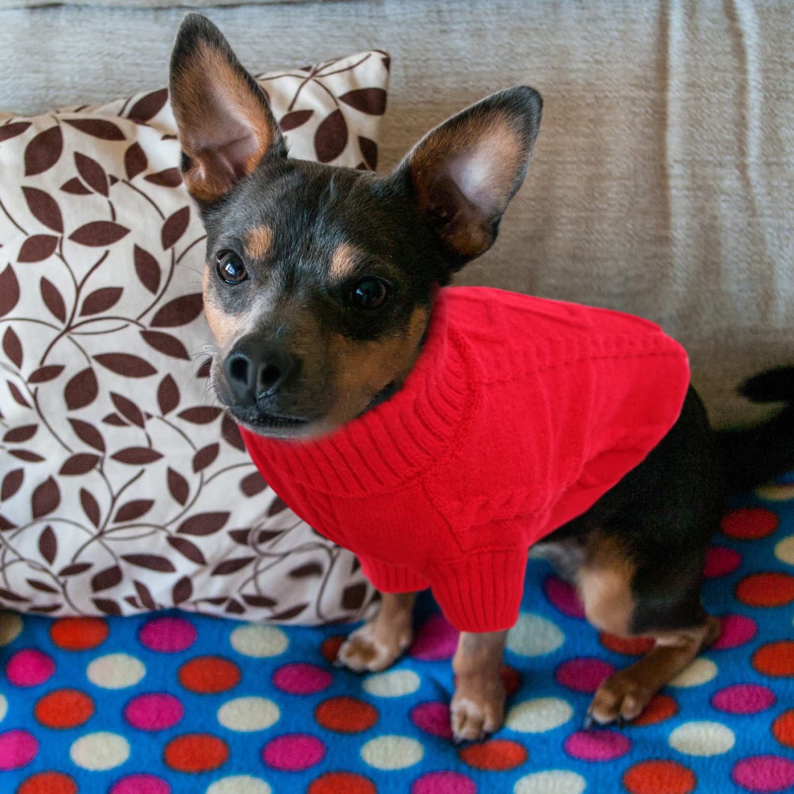 Queenmore small dog pullover red x-small dynamic pose shows versatile street-ready style.
