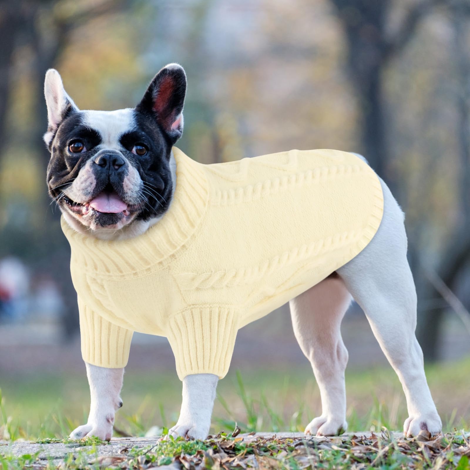 Queenmore on-dog-winter-walk image shows cozy warmth during cold outings.
