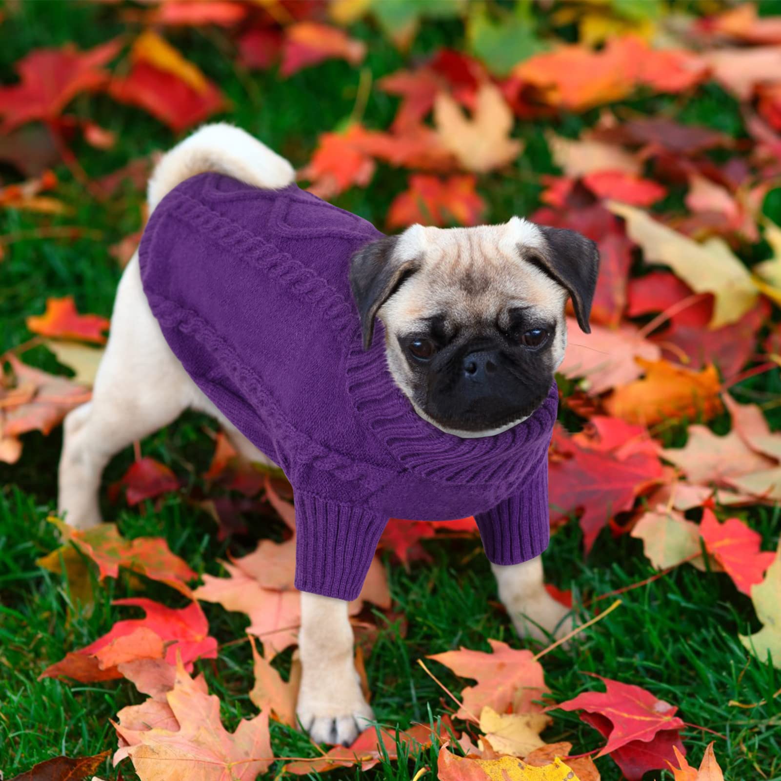 Queenmore small dog pullover sweater purple back view shows secure, snug fit.