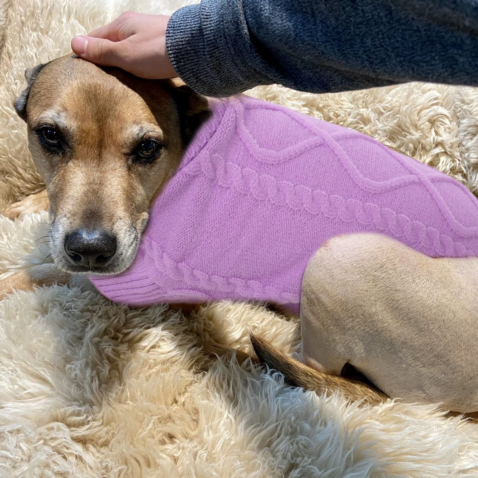 Queenmore small dog pullover sweater shown as winter outerwear for chilly days.