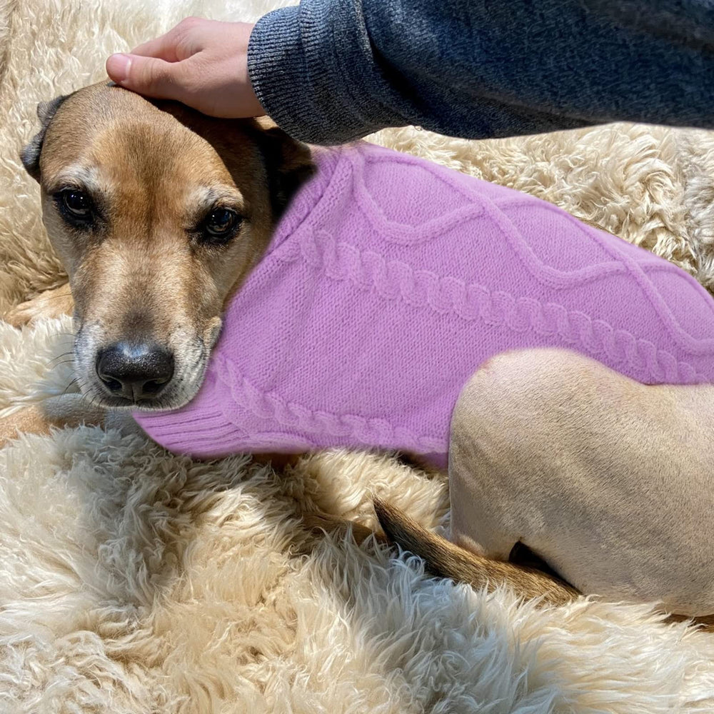 Queenmore small dog pullover sweater shown as winter outerwear for chilly days.