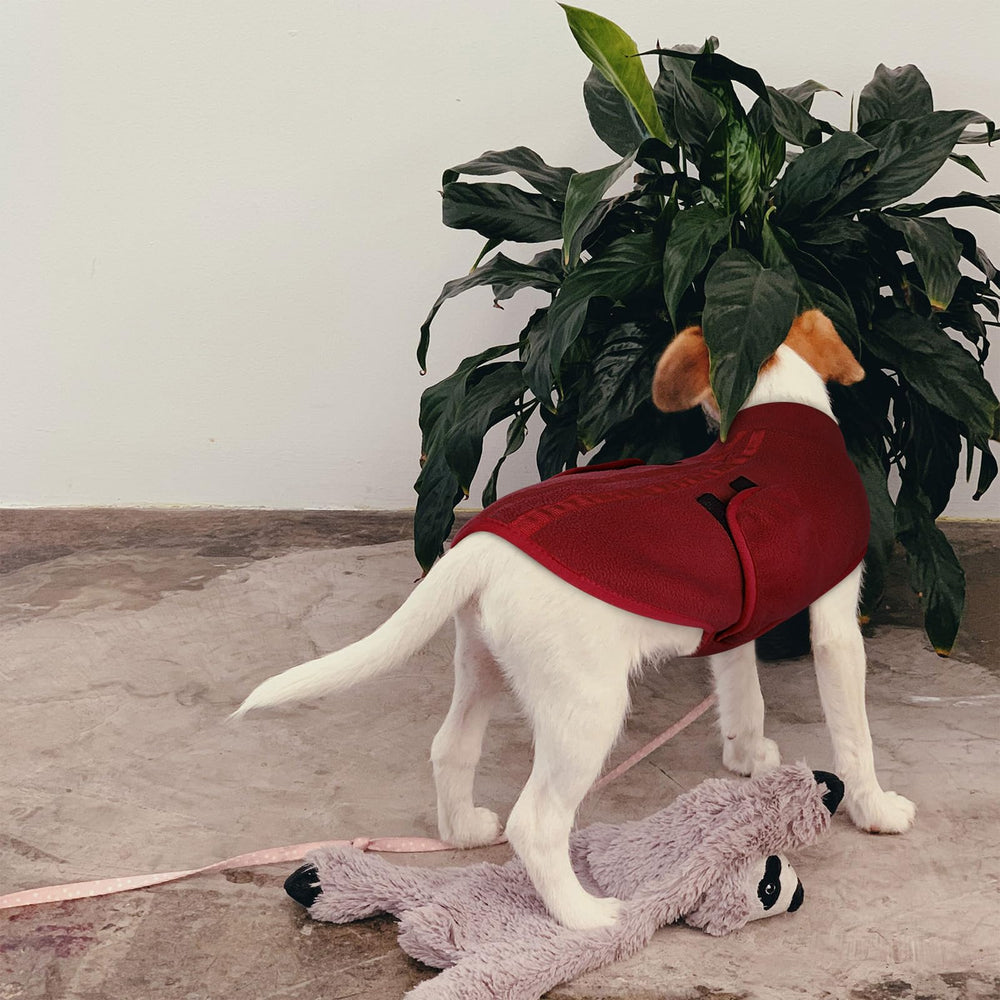 Queenmore small dog sweater fits XS to XL range for versatile wearing.