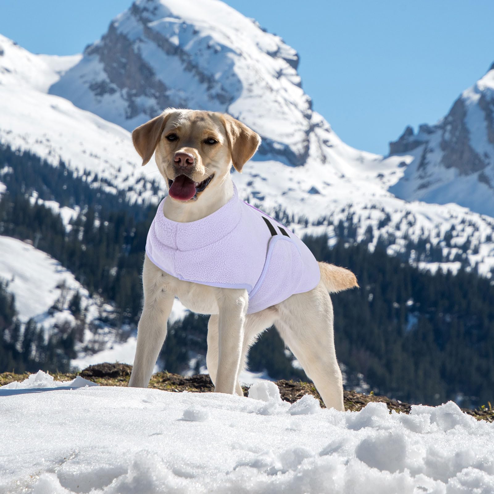 Queenmore small dog sweater size range XS-XL demonstrates versatile fit for pets