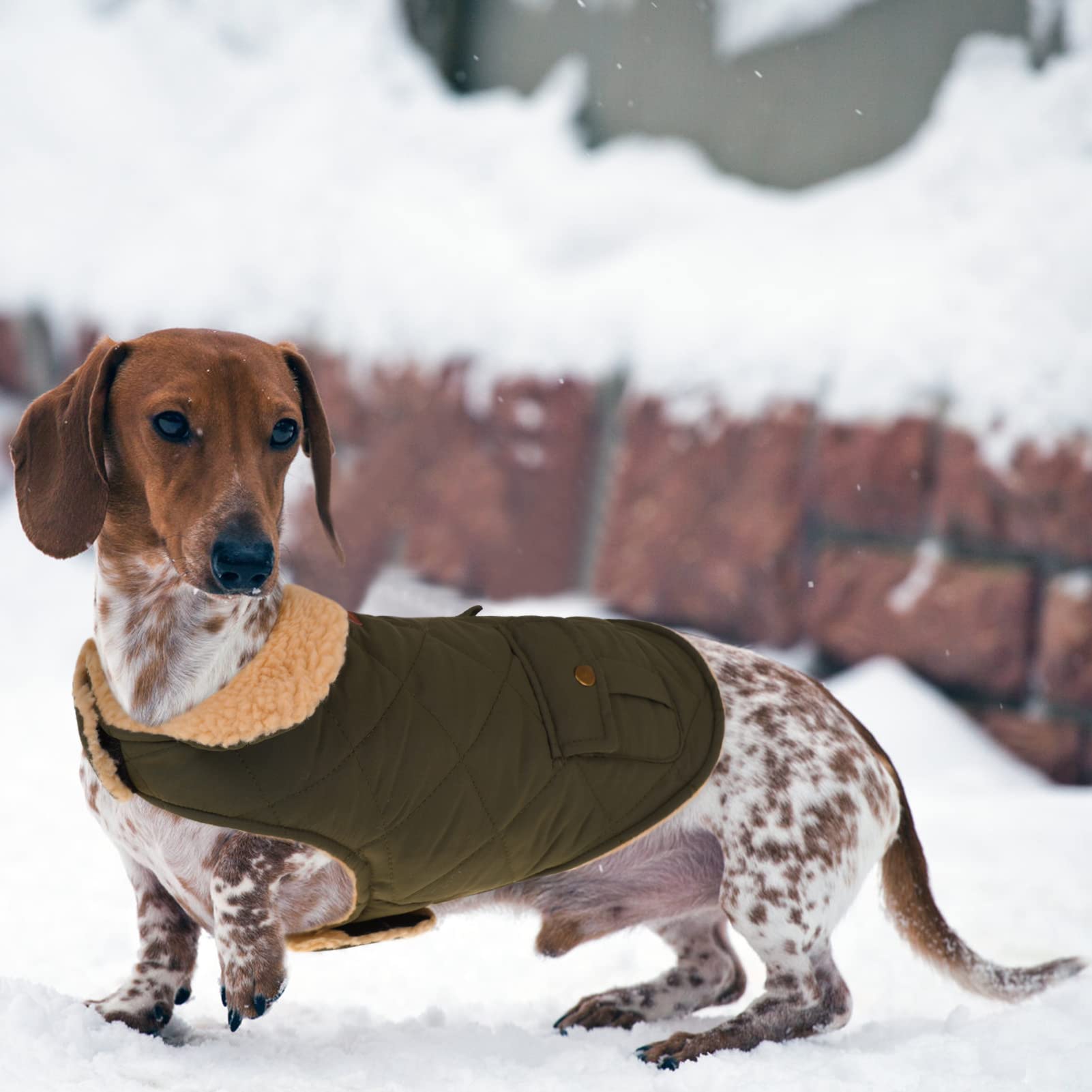 Queenmore warm coat dog jacket back pocket design offers convenient storage during outings