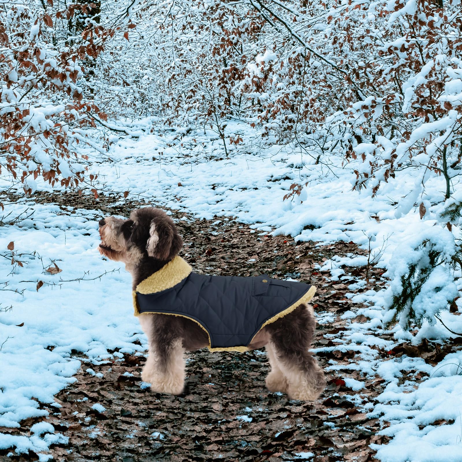 Queenmore green dog coat in action during a chilly morning walk.