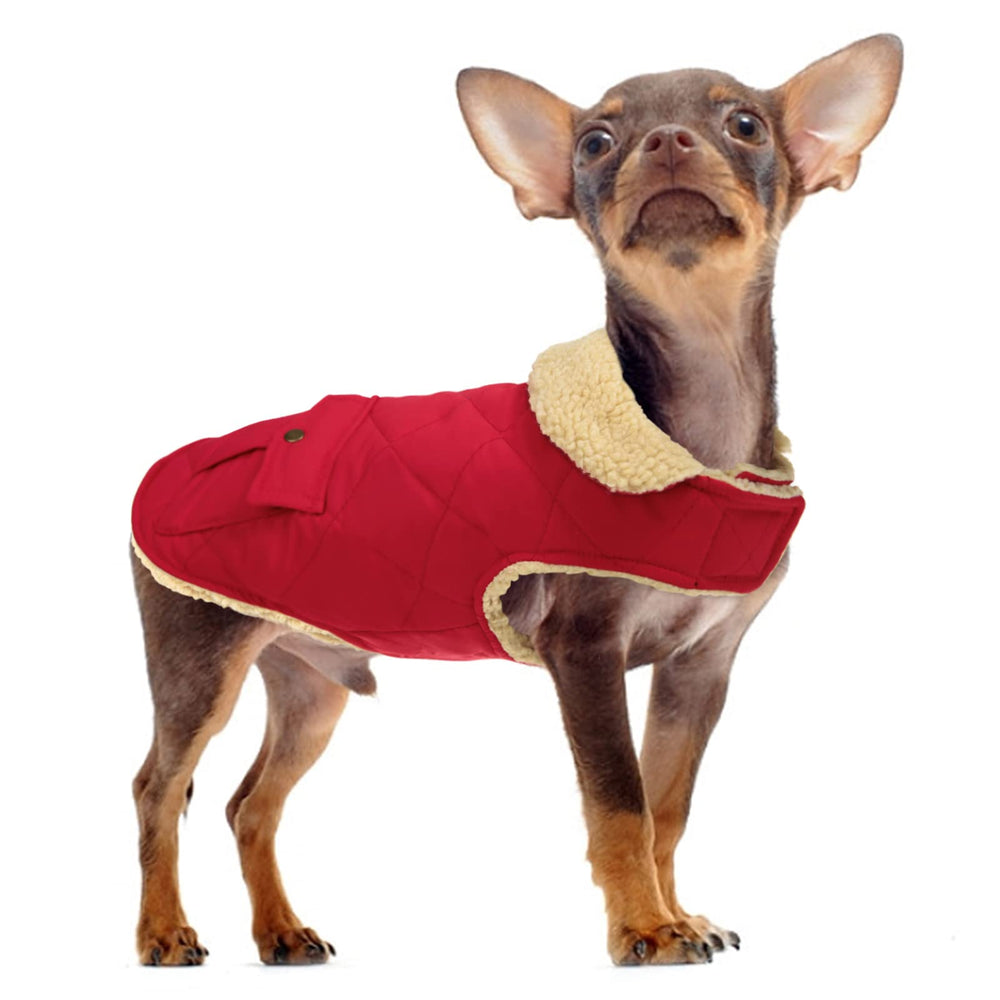 Queenmore warm dog coat on dog during walk in red demonstrates everyday versatility
