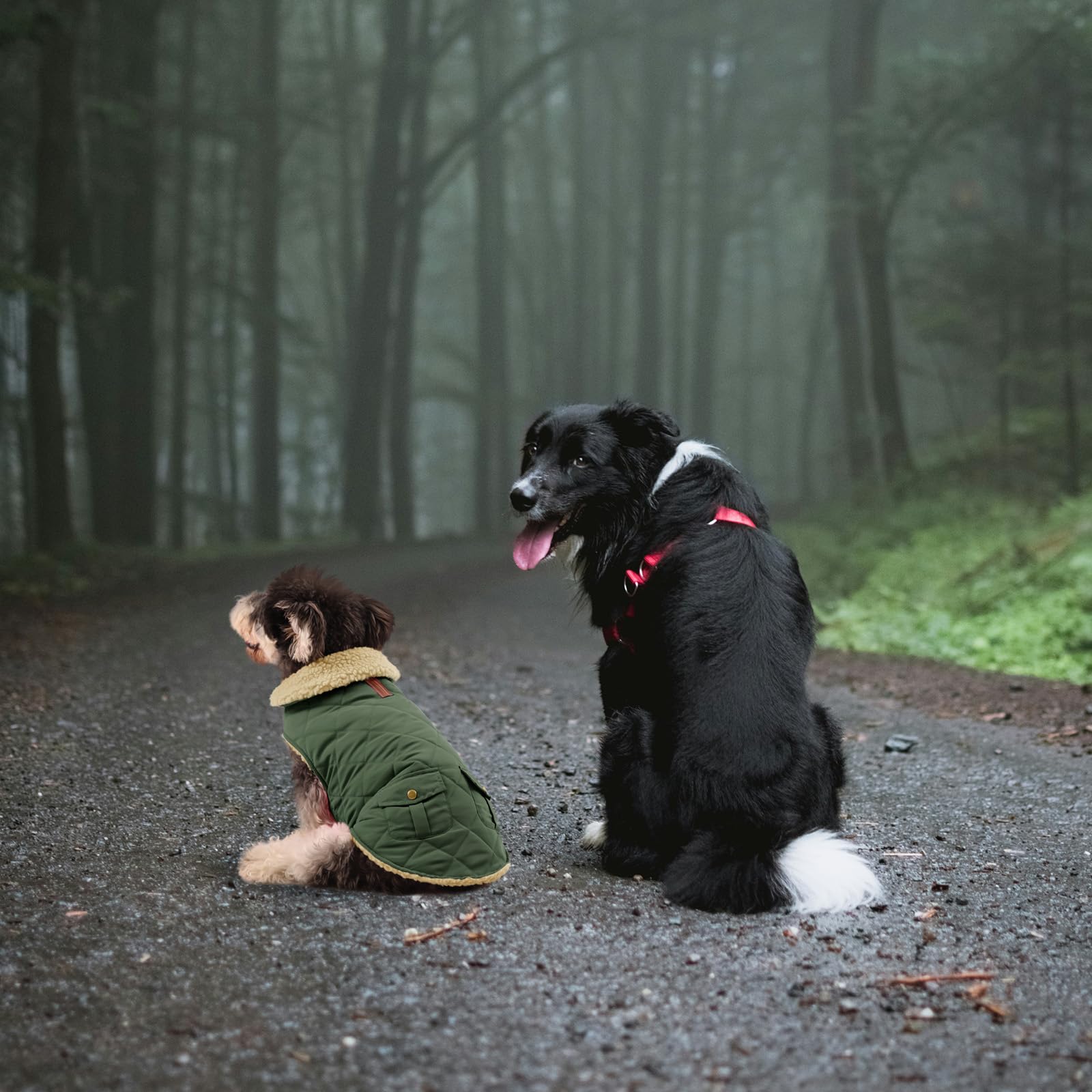 Queenmore warm dog coat size-chart view helps pick the correct fit.