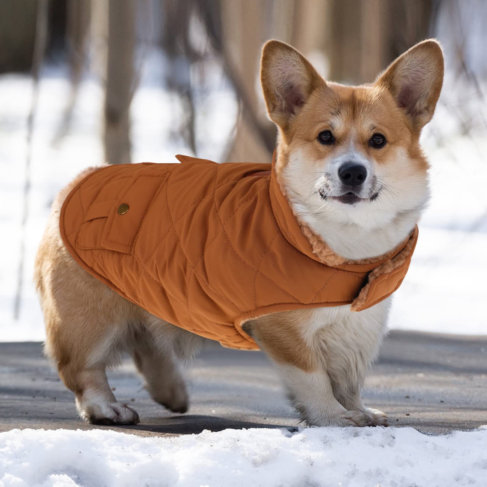 Queenmore warm dog coat turn-down-collar view illustrating wind protection and style