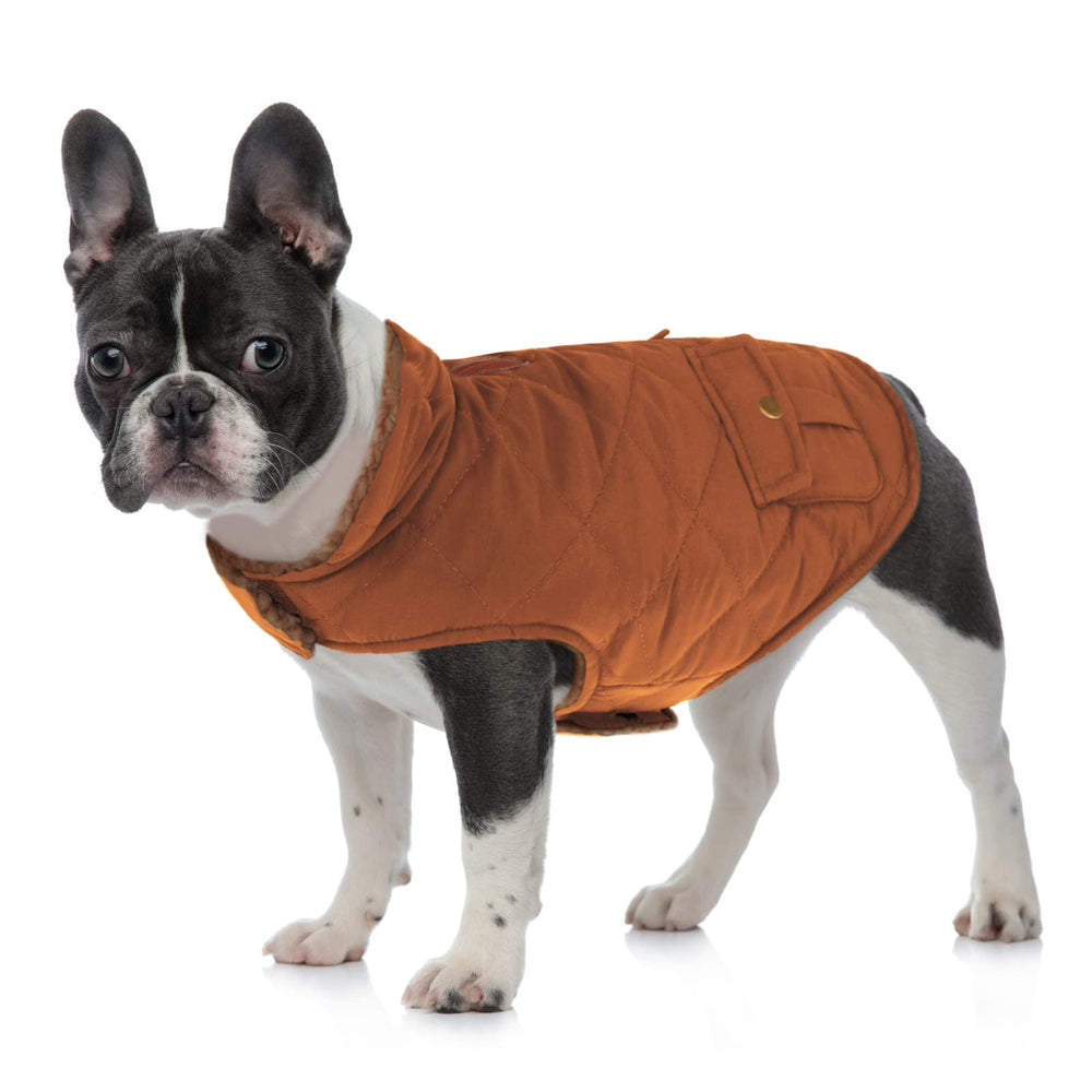 Queenmore warm dog coat windproof design in action during chilly strolls