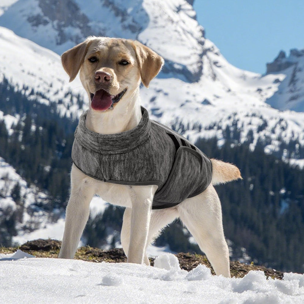 Queenmore winter dachshund-sized coat fits small dogs and some cats for cozy outings.