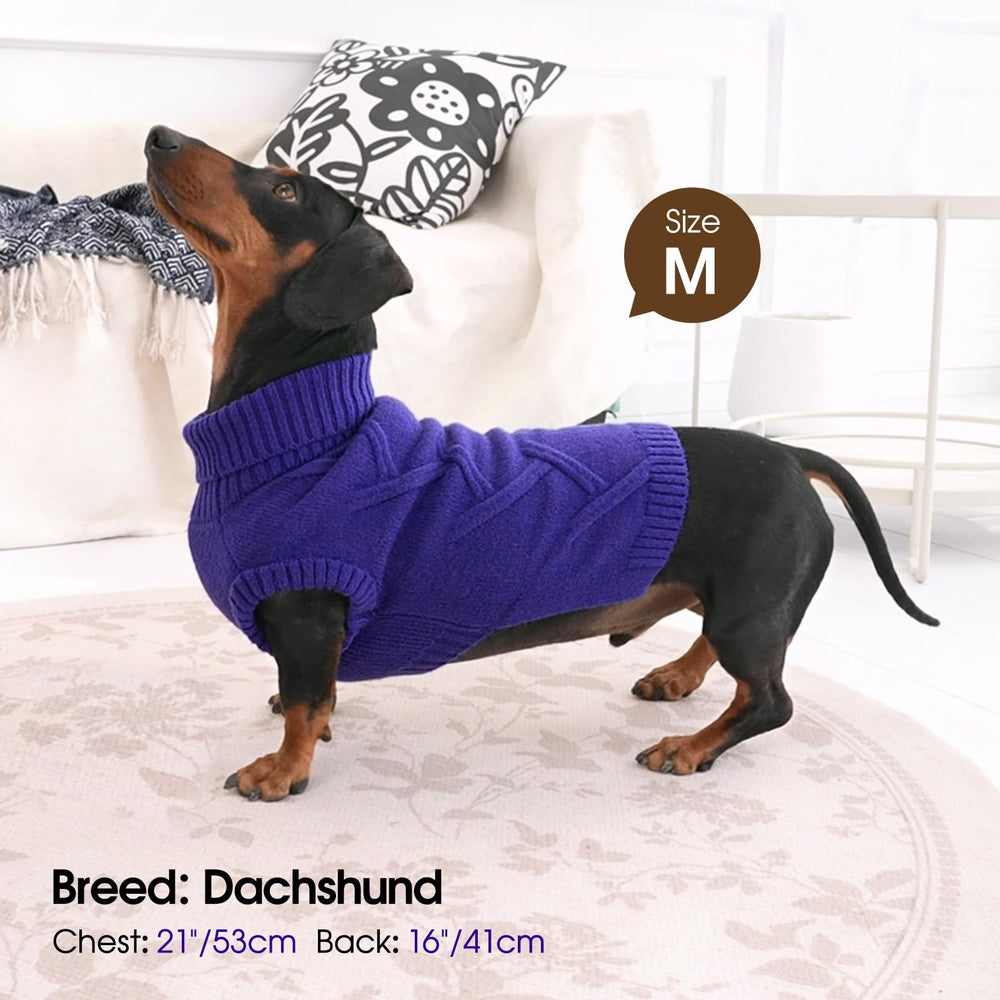 Queenmore dog wearing winter sweater during outdoor stroll.