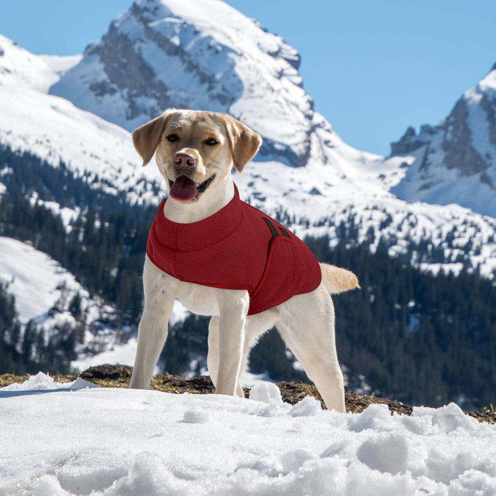 Queenmore XXS dog sweater worn outdoors for cozy winter adventures