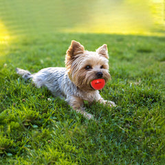 Qesonoo dog balls bounce-throw emphasizes high elasticity for longer retrieves and agility training.