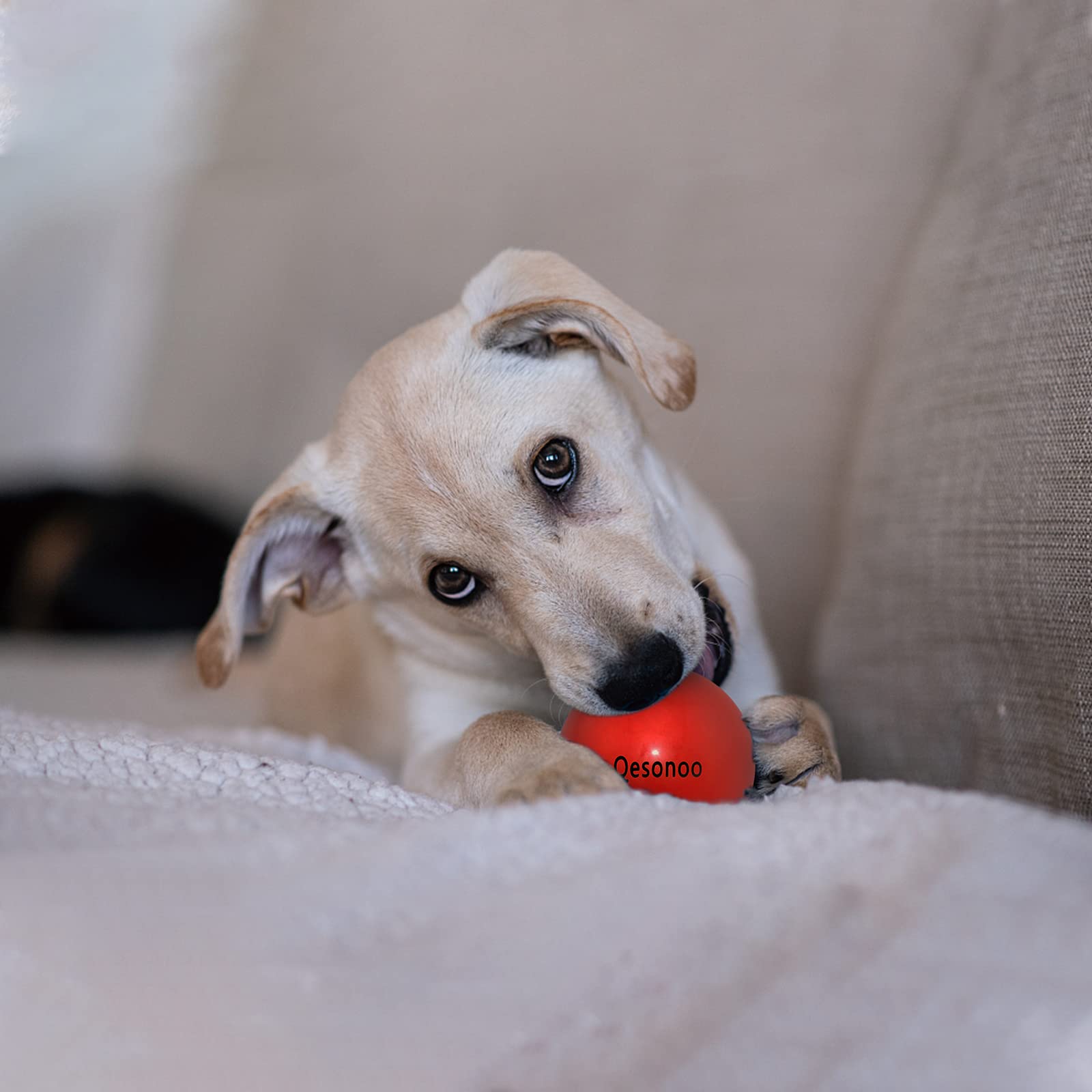 Qesonoo dog balls outdoor-play image conveys robust stamina for backyard adventures and training sessions.