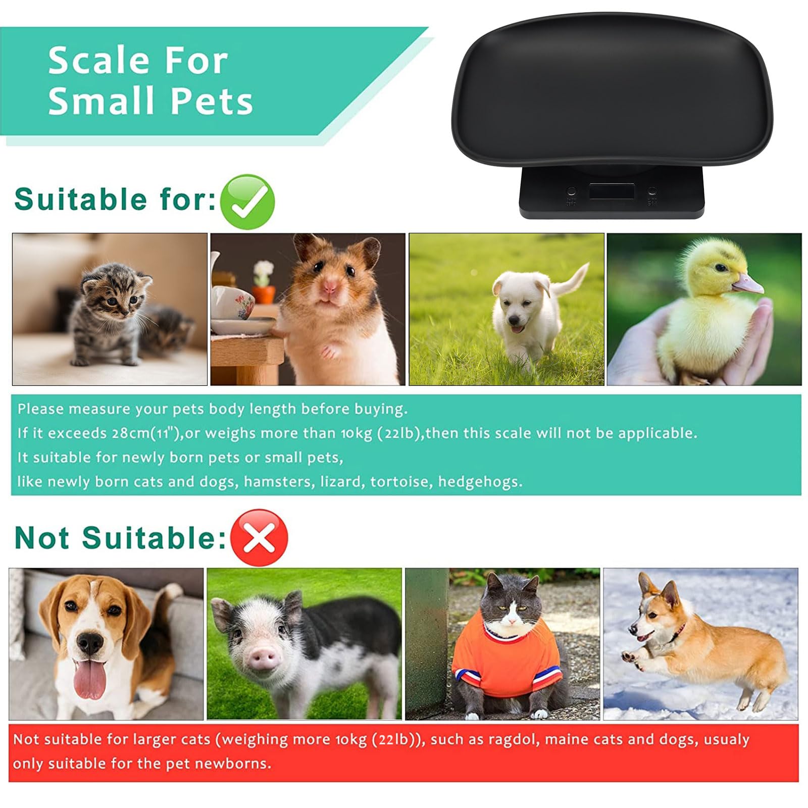 Qulable pet scale setup with battery insert for instant use
