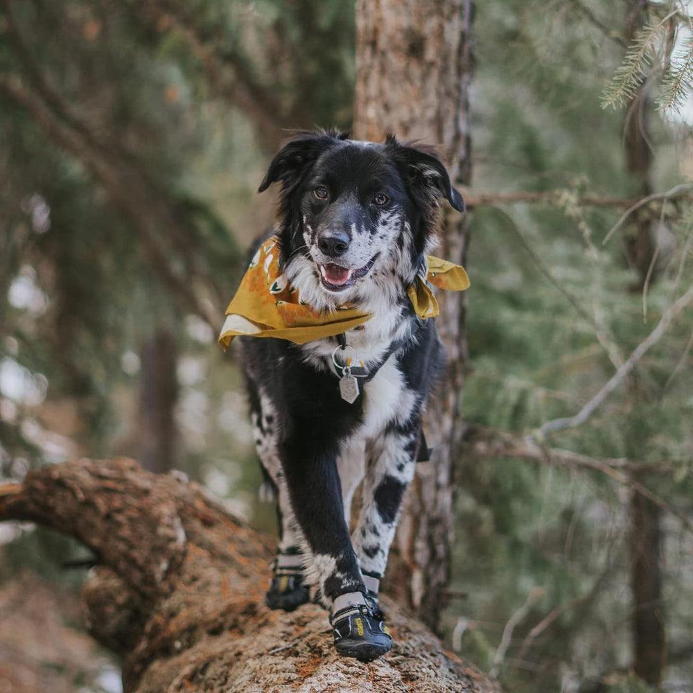 QUMY dog shoes easy-clean design supports quick after-walk maintenance.