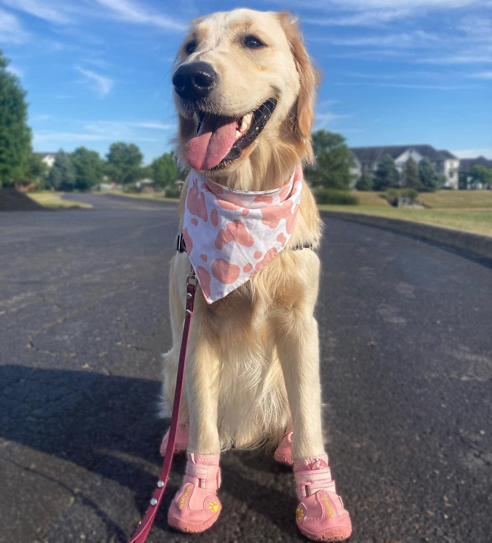 QUMY dog shoes are soft and hand washable for easy cleaning.