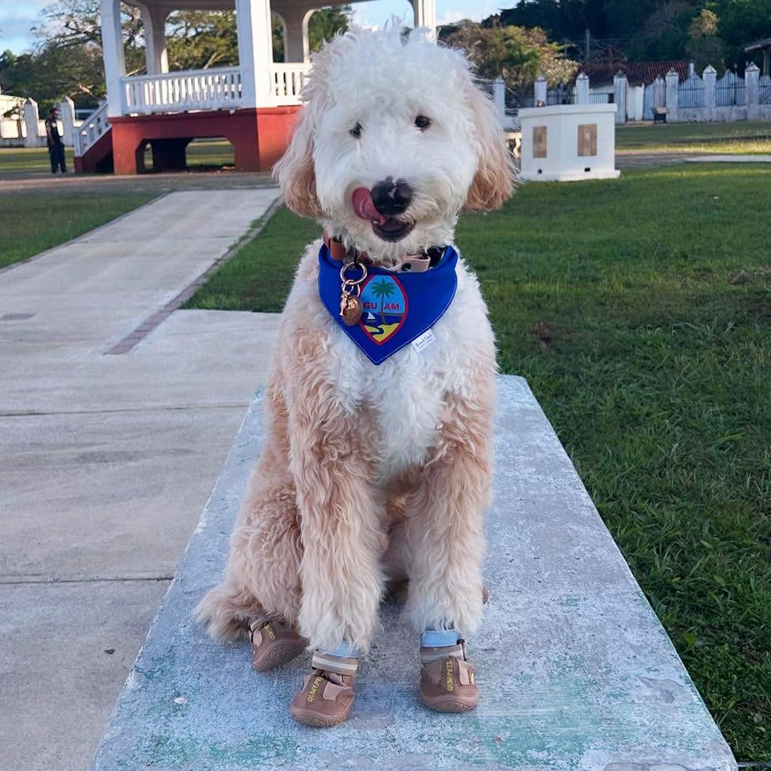 QUMY dog shoes with reflective straps for safer night walks.