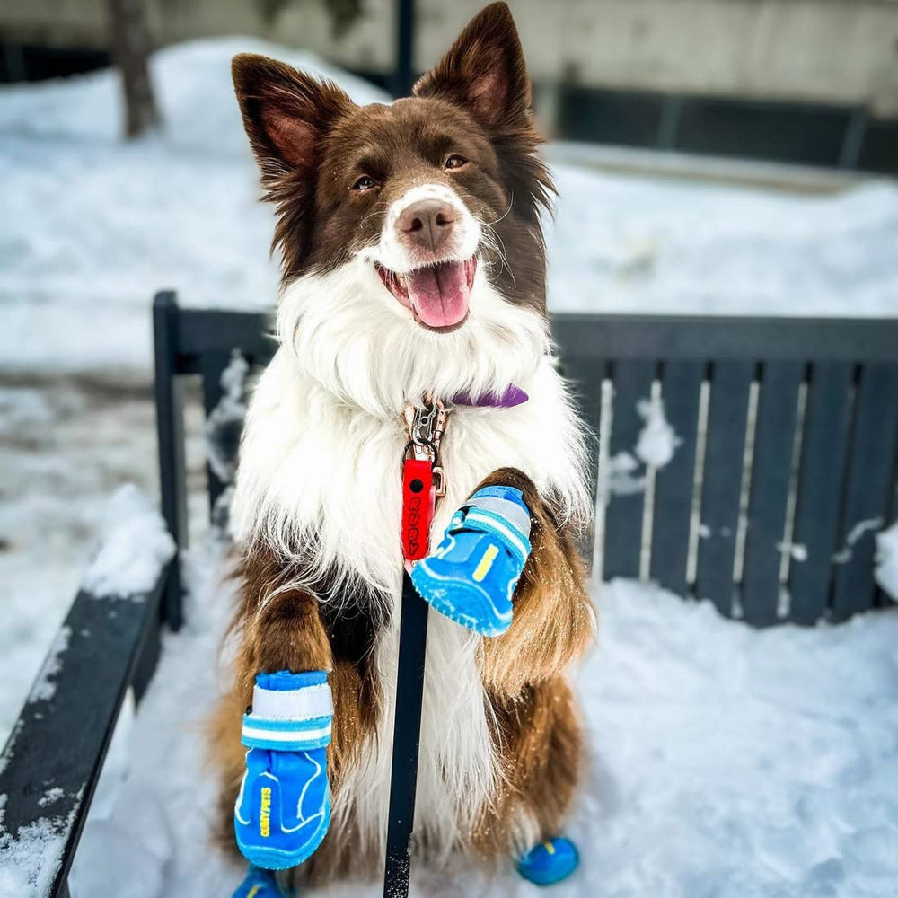 QUMY dog shoes have reflective straps for safer evening walks.