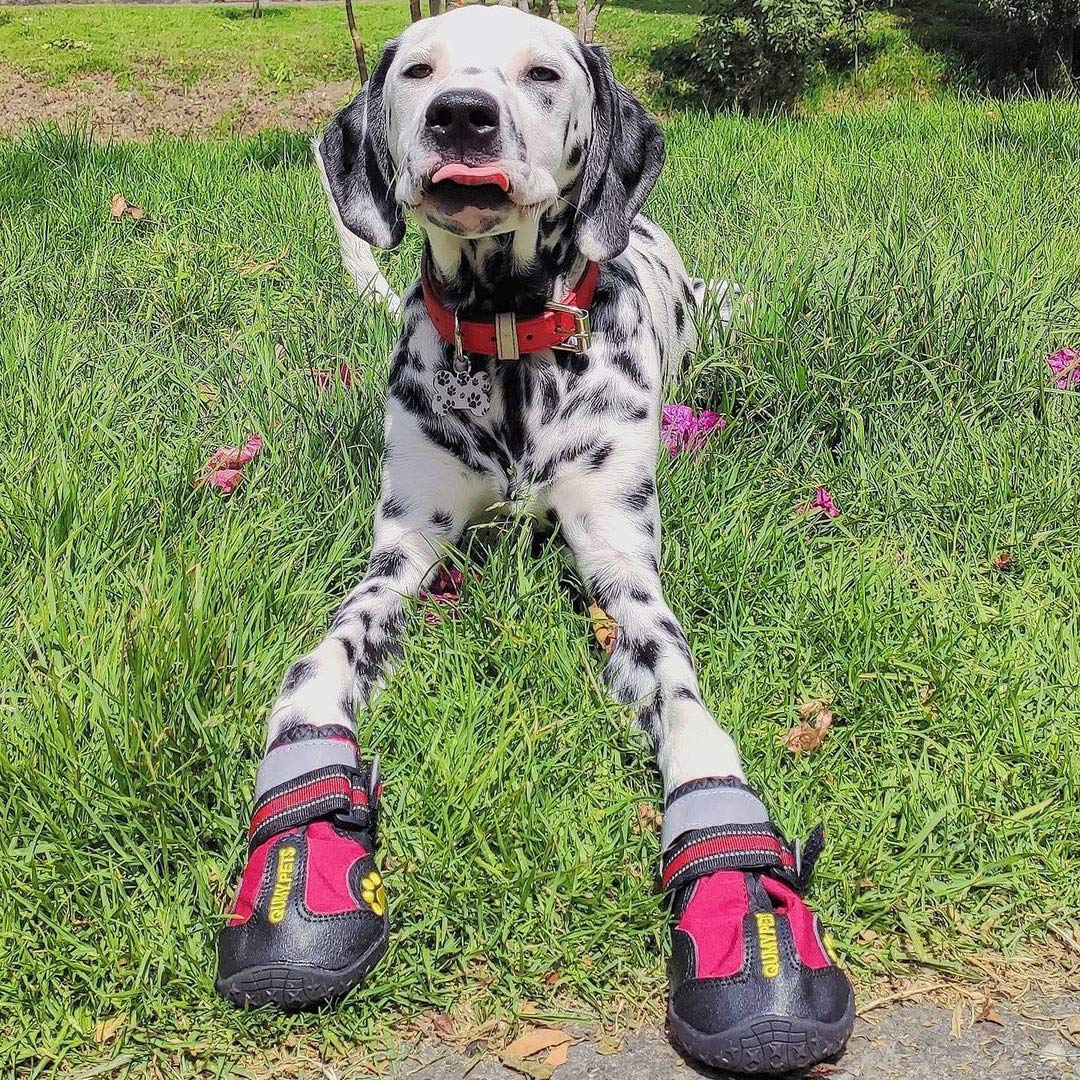 QUMY dog shoes with a water-resistant outer layer keep paws dry during rainy walks.
