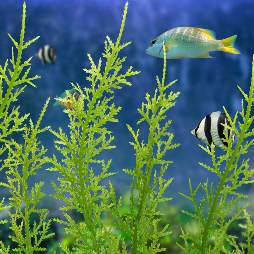 QUOZUO green aquarium plants easy maintenance and long-lasting color