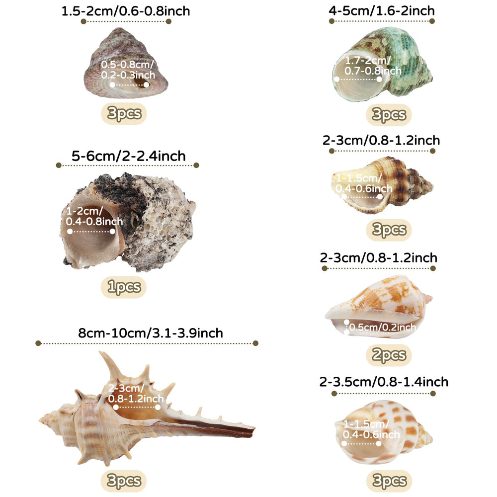 QUOZUO assorted seashells provide varied housing options for different hermit crab sizes.