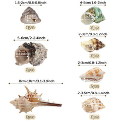 QUOZUO assorted seashells provide varied housing options for different hermit crab sizes.