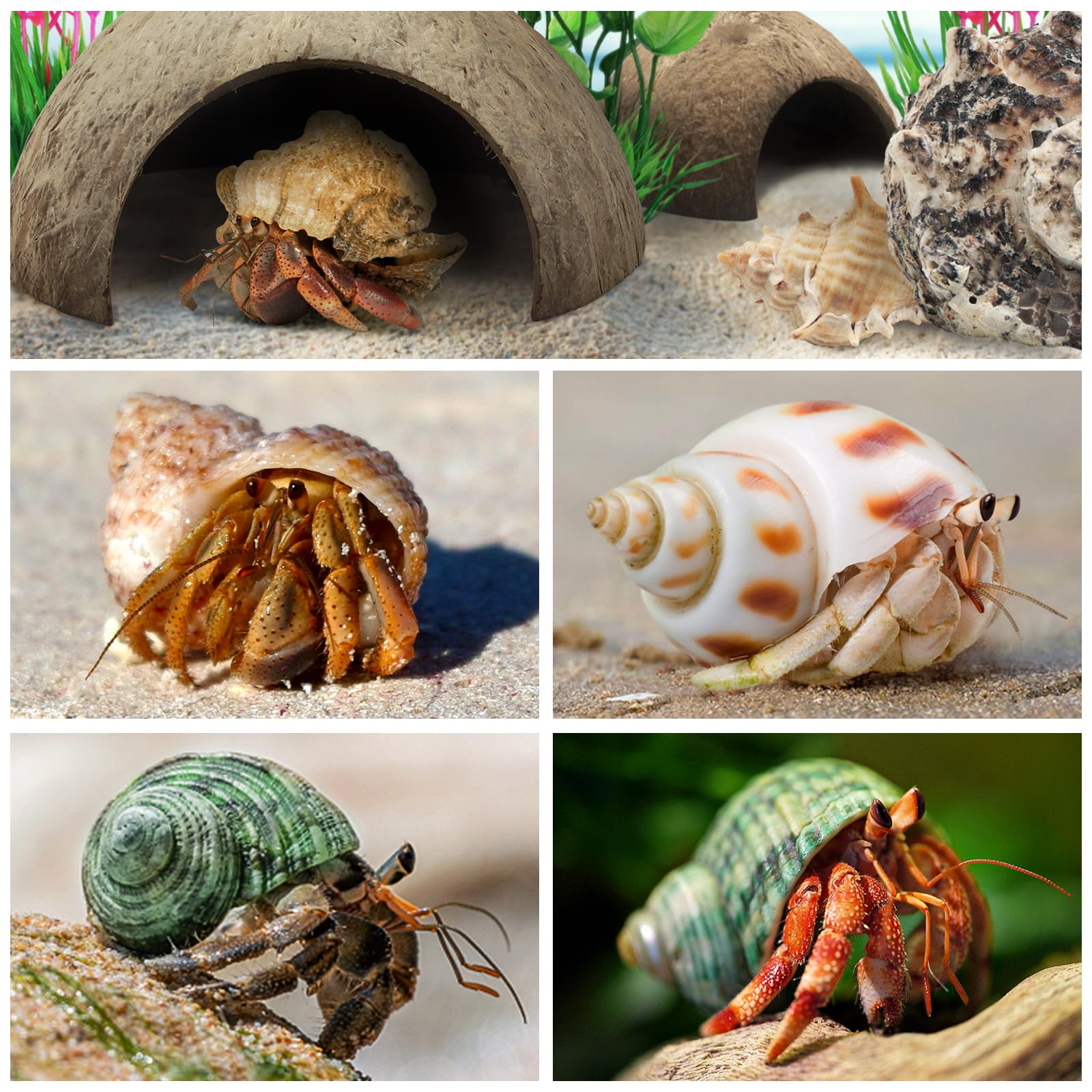 QUOZUO complete 22-piece kit combines hut, shells, and plants for a cohesive habitat.