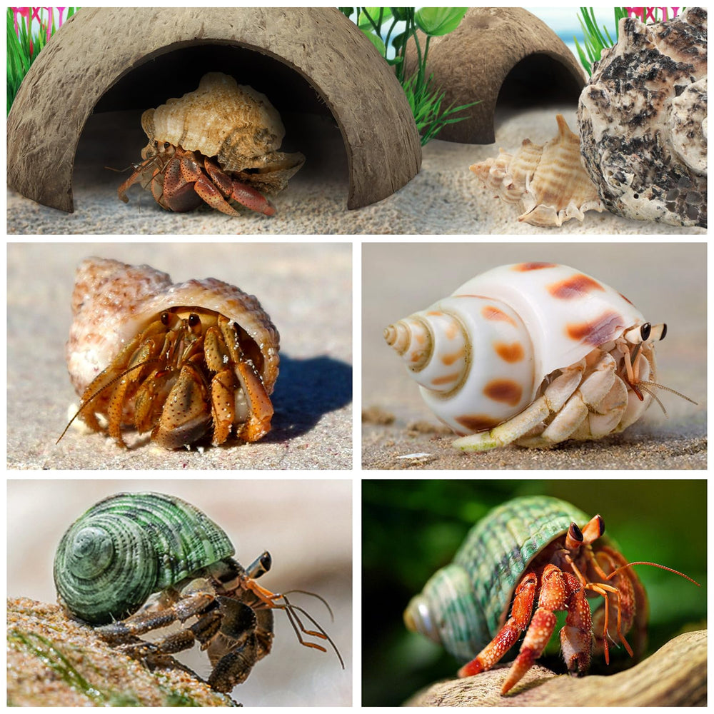 QUOZUO complete 22-piece kit combines hut, shells, and plants for a cohesive habitat.