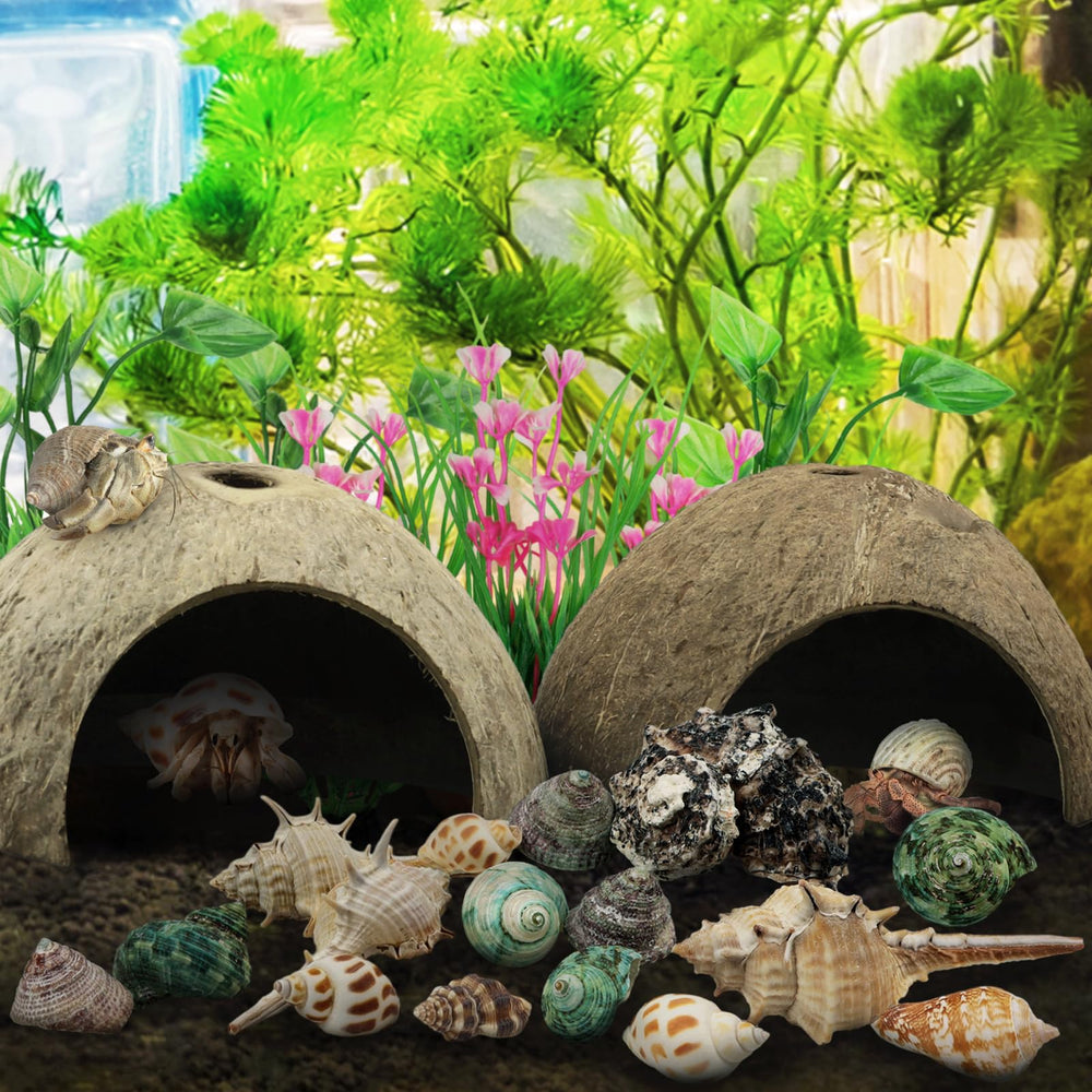 QUOZUO seashell openings range from 0.2 to 1.2 inches for easy shell choice.