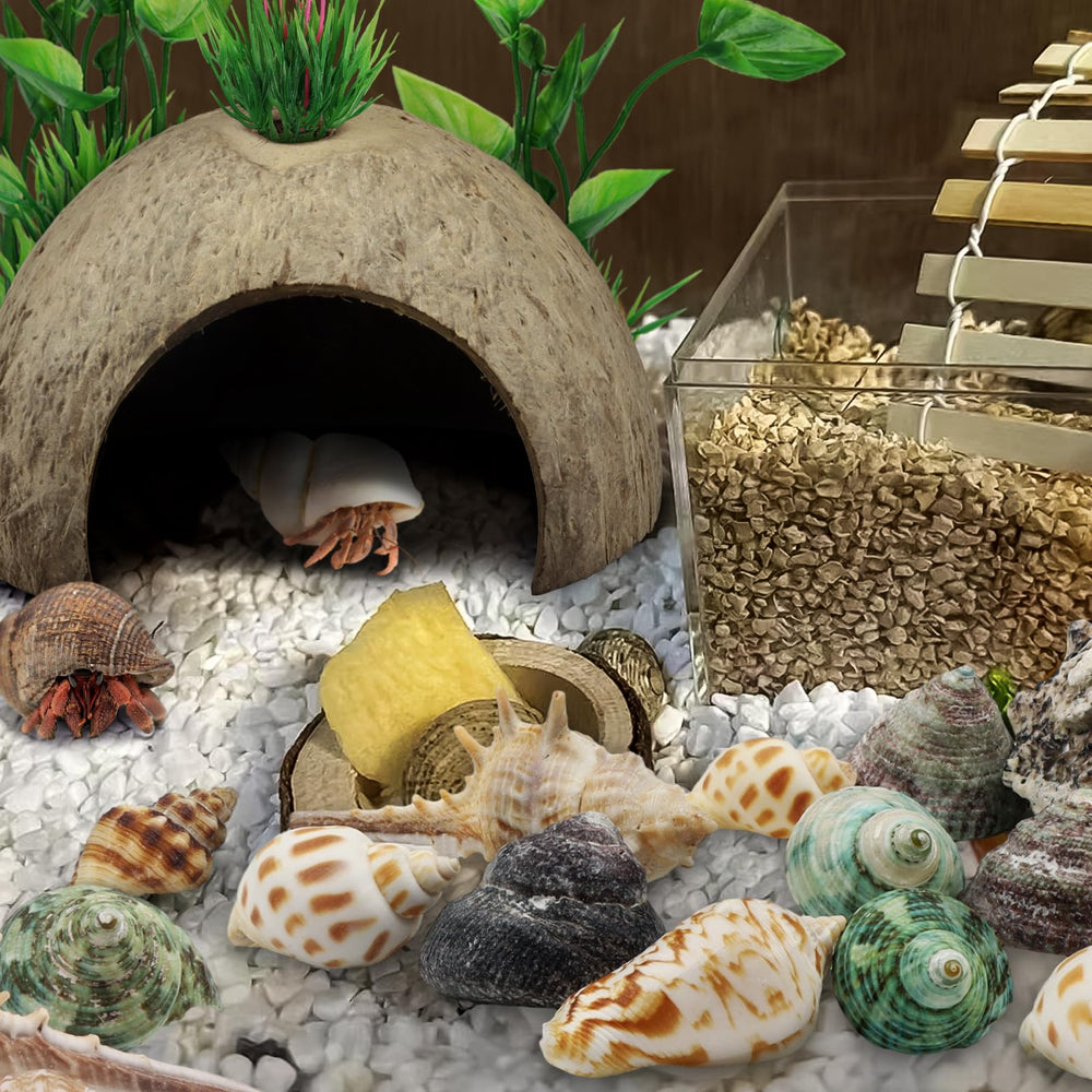 QUOZUO natural shells are unpainted, clean, and odor-free for a calm habitat.