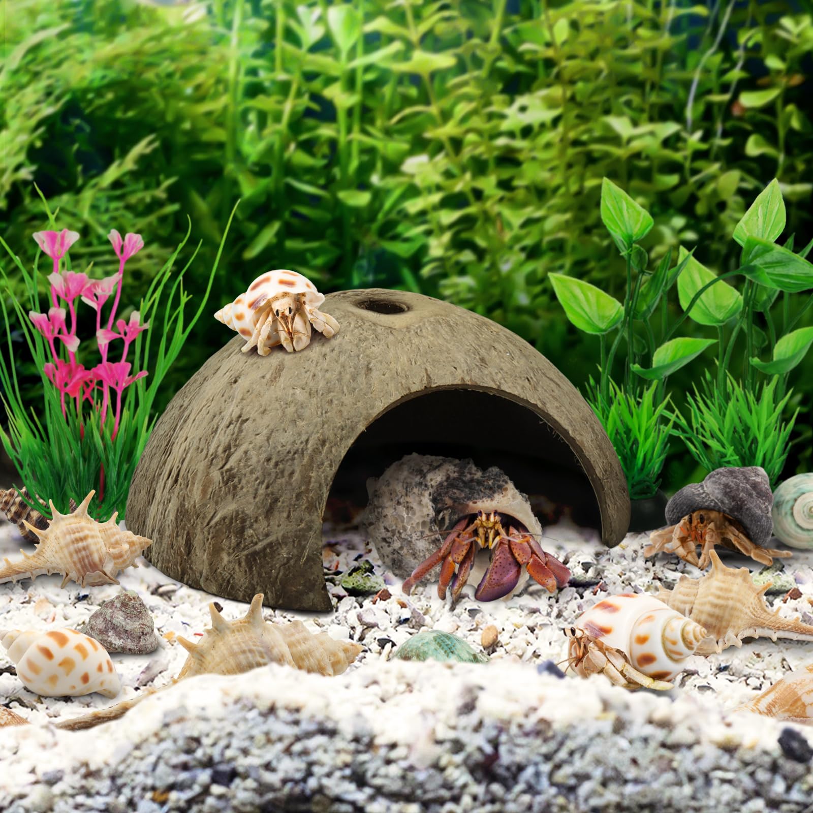 QUOZUO tank decoration shells enhance natural aesthetics without overpowering your tank.