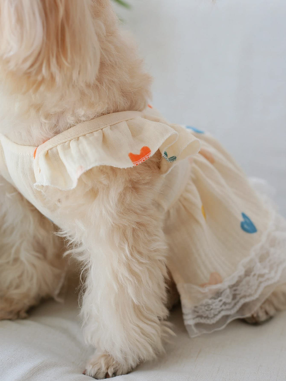 QWINEE gift-ready presentation image suggesting a thoughtful pet gift idea.