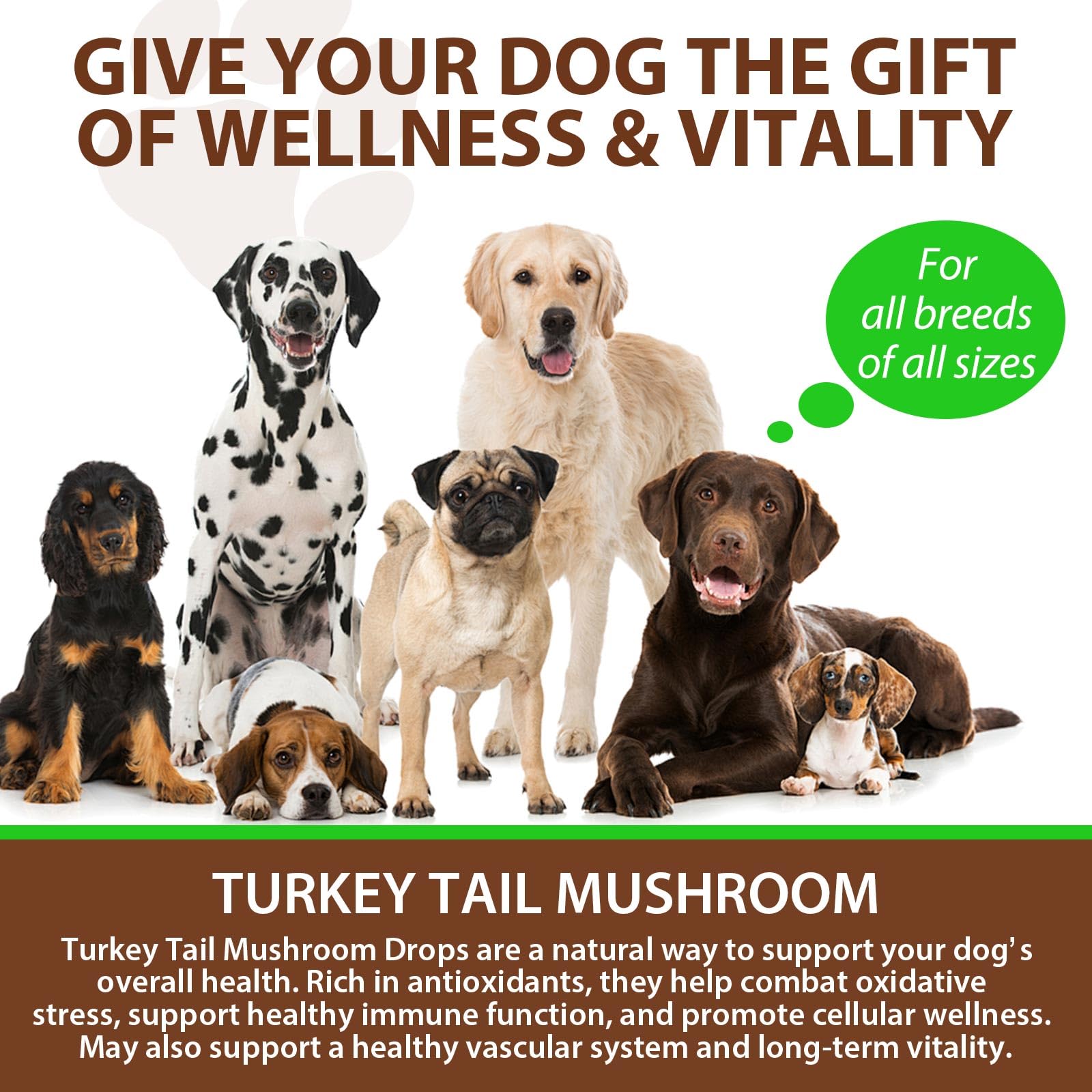 QwsYaay senior-dog-health photo hints tailored aging support.