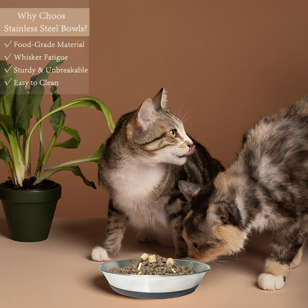 QXSFRKG versatile feeding bowl suitable for cats, kittens, and small dogs.